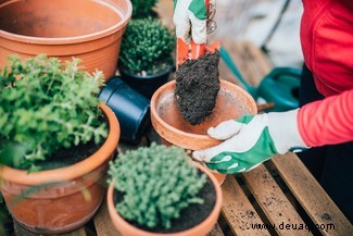 9 Möglichkeiten, wie Sie helfen können, Insekten vor dem Aussterben zu bewahren 