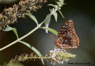 9 Möglichkeiten, wie Sie helfen können, Insekten vor dem Aussterben zu bewahren 