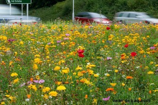 9 Möglichkeiten, wie Sie helfen können, Insekten vor dem Aussterben zu bewahren 