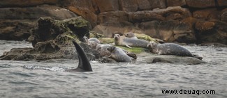 Wie man in Großbritannien einen Orca entdeckt und ein Killerwalfoto macht 