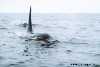Wie man in Großbritannien einen Orca entdeckt und ein Killerwalfoto macht 