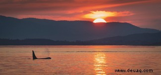 Wie man in Großbritannien einen Orca entdeckt und ein Killerwalfoto macht 