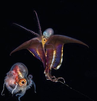 Tintenfische:8 unglaubliche Fotos dieser prächtigen Kopffüßer 