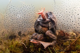 Alles, was Sie brauchen, ist Liebe:Die Gewinner des Unterwasserfotografen des Jahres 