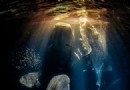 Alles, was Sie brauchen, ist Liebe:Die Gewinner des Unterwasserfotografen des Jahres 