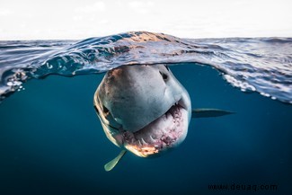 Alles, was Sie brauchen, ist Liebe:Die Gewinner des Unterwasserfotografen des Jahres 