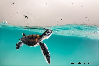 Alles, was Sie brauchen, ist Liebe:Die Gewinner des Unterwasserfotografen des Jahres 