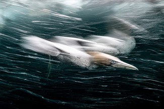 Alles, was Sie brauchen, ist Liebe:Die Gewinner des Unterwasserfotografen des Jahres 