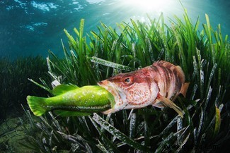 Alles, was Sie brauchen, ist Liebe:Die Gewinner des Unterwasserfotografen des Jahres 