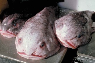 Der Blobfisch:Ein aufgeblähter Leitfaden für das hässlichste Tier der Welt (und wie es wirklich aussieht) 