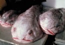 Der Blobfisch:Ein aufgeblähter Leitfaden für das hässlichste Tier der Welt (und wie es wirklich aussieht) 