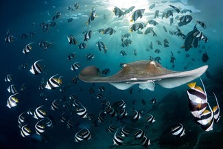 Alles, was Sie brauchen, ist Liebe:Die Gewinner des Unterwasserfotografen des Jahres 