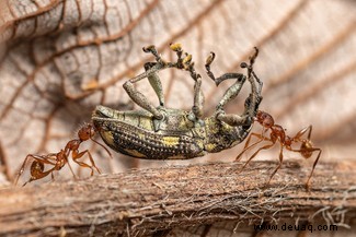 Verliebte Eichhörnchen gewinnen den Wettbewerb Close-up Photographer of the Year 