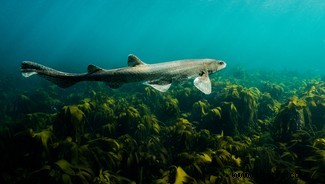 11 schillernde Bilder der lebhaften Meeresfauna Großbritanniens 