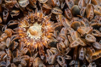 11 schillernde Bilder der lebhaften Meeresfauna Großbritanniens 