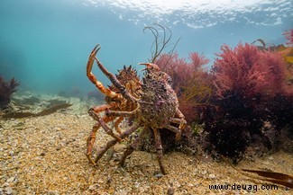 11 schillernde Bilder der lebhaften Meeresfauna Großbritanniens 