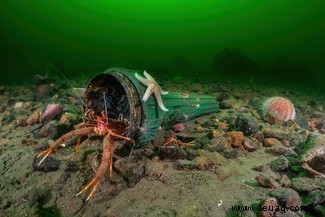 11 schillernde Bilder der lebhaften Meeresfauna Großbritanniens 