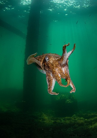 11 schillernde Bilder der lebhaften Meeresfauna Großbritanniens 