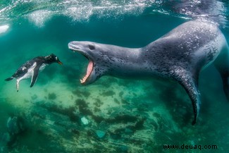 Ein Seeleopard fängt ihr Mittagessen:Die Gewinner des World Nature Photography Award 