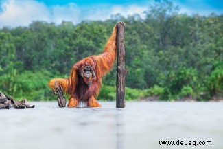 Ein Seeleopard fängt ihr Mittagessen:Die Gewinner des World Nature Photography Award 