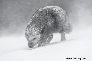 Ein Seeleopard fängt ihr Mittagessen:Die Gewinner des World Nature Photography Award 