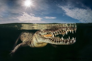 Ein Seeleopard fängt ihr Mittagessen:Die Gewinner des World Nature Photography Award 