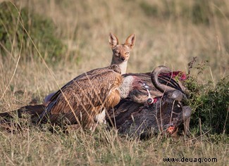 Ein Seeleopard fängt ihr Mittagessen:Die Gewinner des World Nature Photography Award 