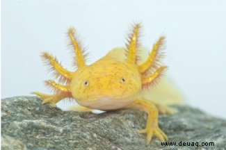 Was ist ein Axolotl? Alles, was Sie über diese charismatische Amphibie wissen müssen 