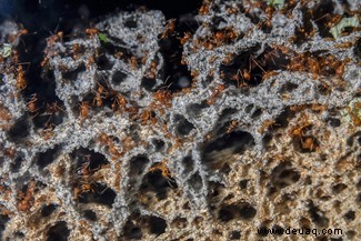 Blattschneiderameisen:Die Insekten, die von Pilzen gezüchtet werden 
