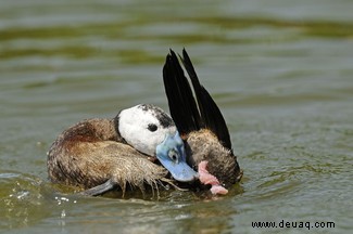 Wie der Kampf der Geschlechter die Ente mit einem ungeschickt langen, korkenzieherförmigen Penis zurückließ 