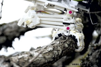 Die bioinspirierten Roboter, die verdeckt das Verhalten von Tieren untersuchen 