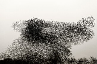 Starling Murmur-Fotografie hebt eines der großen Geheimnisse der Natur hervor 