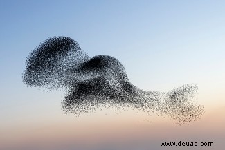 Starling Murmur-Fotografie hebt eines der großen Geheimnisse der Natur hervor 