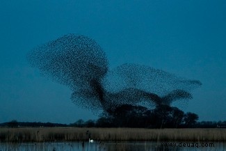 Starling Murmur-Fotografie hebt eines der großen Geheimnisse der Natur hervor 