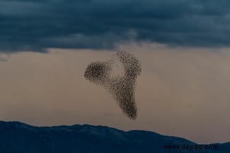 Starling Murmur-Fotografie hebt eines der großen Geheimnisse der Natur hervor 