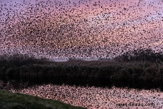 Starling Murmur-Fotografie hebt eines der großen Geheimnisse der Natur hervor 