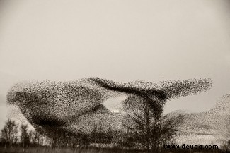 Starling Murmur-Fotografie hebt eines der großen Geheimnisse der Natur hervor 