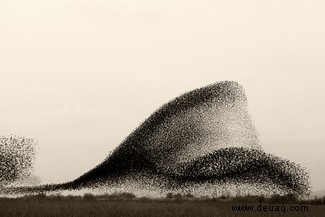 Starling Murmur-Fotografie hebt eines der großen Geheimnisse der Natur hervor 