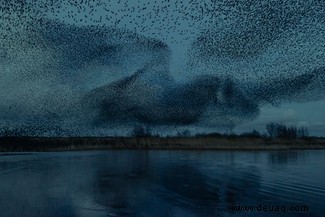 Starling Murmur-Fotografie hebt eines der großen Geheimnisse der Natur hervor 