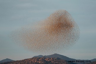 Starling Murmur-Fotografie hebt eines der großen Geheimnisse der Natur hervor 