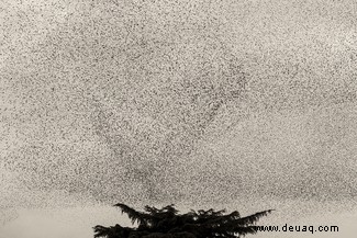 Starling Murmur-Fotografie hebt eines der großen Geheimnisse der Natur hervor 