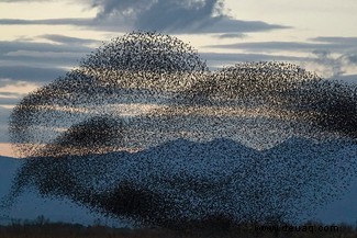 Starling Murmur-Fotografie hebt eines der großen Geheimnisse der Natur hervor 