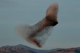 Starling Murmur-Fotografie hebt eines der großen Geheimnisse der Natur hervor 