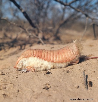 Seltsame Tiere:17 der bizarrsten Tiere der Erde 