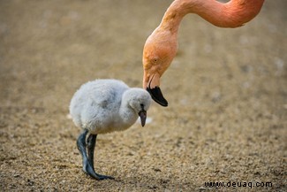 Warum sind Flamingos rosa? 