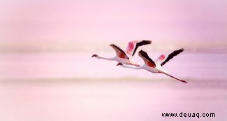 Warum sind Flamingos rosa? 