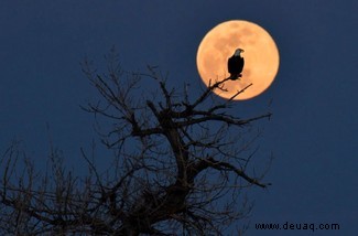 In Bildern:Der Super Pink Moon 2020 erleuchtet den Aprilhimmel 