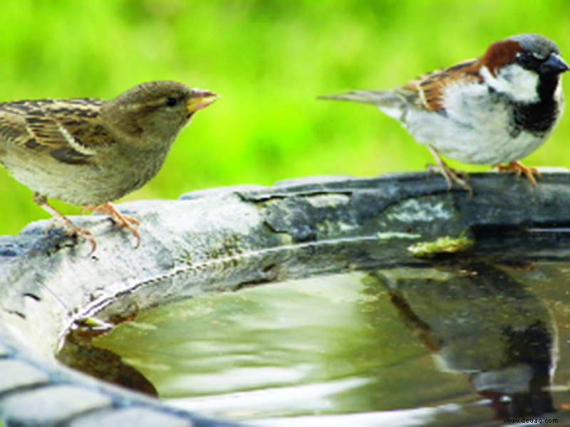 Tun Sie im Sommer Ihren Beitrag für Streuner 