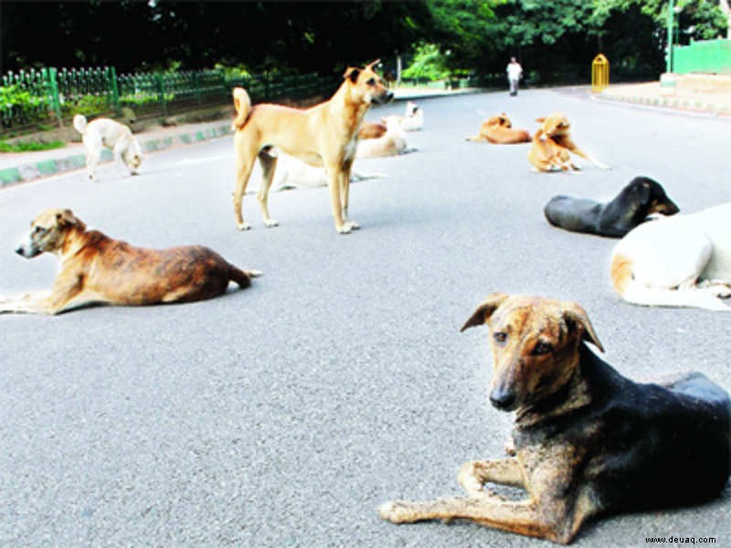 Sollen streunende Hunde bleiben oder gehen? 