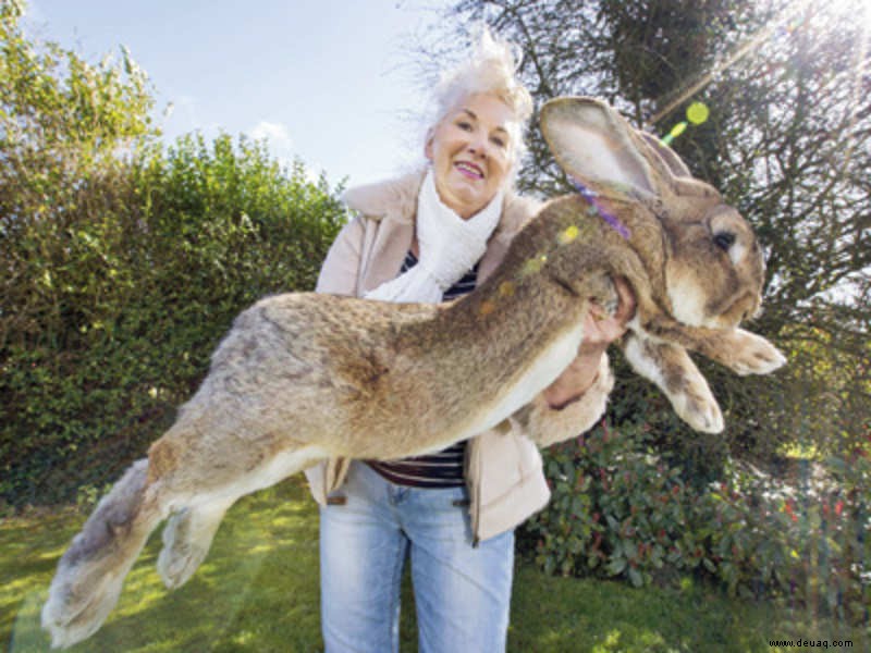 Wie ist es, ein Paar Riesenkaninchen zu besitzen? 